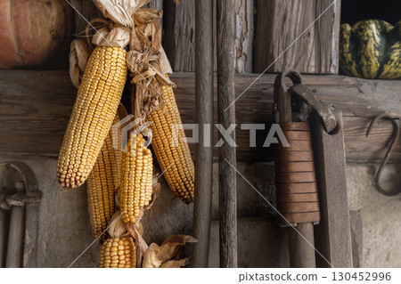 Yellow ripe dried corn cobs seeds decor hanged on wooden wall of old rural countrysdie barn. Rustic country farm interior detail decotation background wallpaper. Organic agriculture farmyard concept 130452996