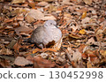 Collared Dove in Winter 130452998