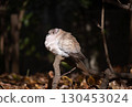 Collared Dove in Winter 130453024