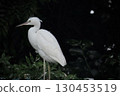 A white egret that stands out in the dark 130453519