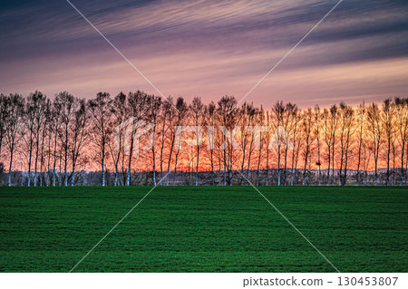一排排白樺樹在夕陽下閃閃發光 一排排白樺樹在夕陽下閃閃發光 130453807
