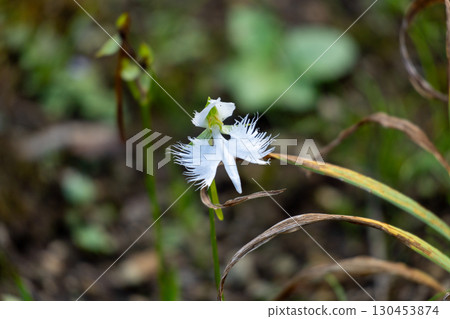 A cool-looking egret flower 130453874