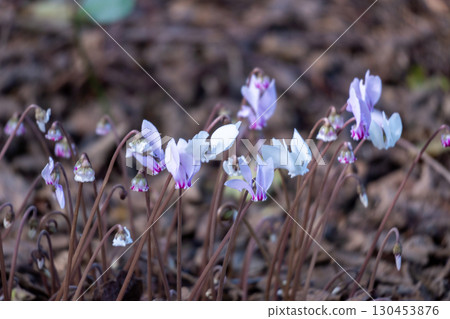 Cyclamen hederifolium blooms in summer Cyclamen hederifolium blooms in summer 130453876