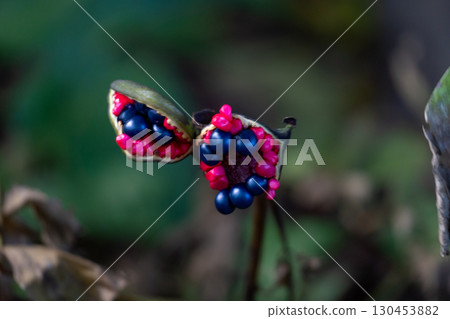 山牡丹果實的紅色和黑色對比令人驚嘆 130453882