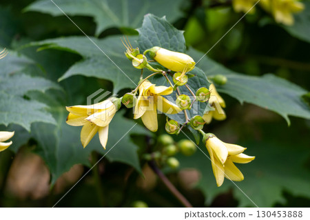 盛開的尾花 130453888