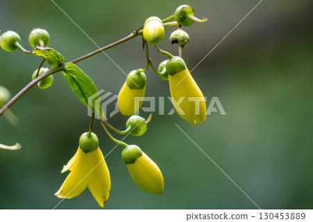 Kirengeshouma buds Kirengeshouma buds 130453889