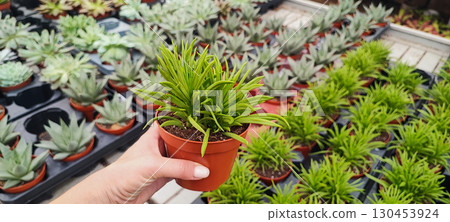 Close-up of a hand holding a small decorative plant in a pot at a nursery. Concept: indoor gardening, retail plant display, and plant care. 130453924