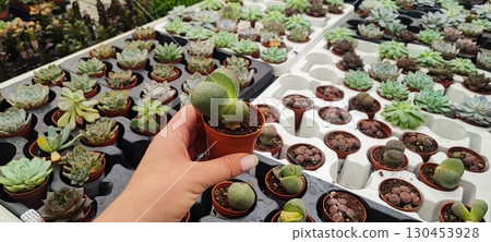 Close-up of a hand holding a small decorative plant in a pot at a nursery. Concept: indoor gardening, retail plant display, and plant care. Close-up of a hand holding a small decorative plant in a pot at a nursery. Concept: indoor gardening, retail plant display, and plant care. 130453928
