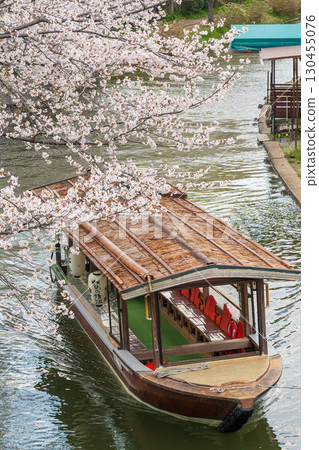 伏見十石船與盛開的櫻花。京都的春天。京都市伏見區 130455076