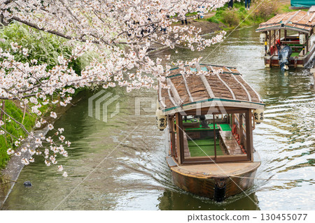 Fushimi Jikkokubune boats and cherry blossoms in full bloom. Spring in Kyoto. Fushimi Ward, Kyoto City Fushimi Jikkokubune boats and cherry blossoms in full bloom. Spring in Kyoto. Fushimi Ward, Kyoto City 130455077