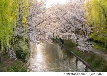 Spring sunlight and rows of cherry blossom trees reflected on the water surface of the Fushimi Canal in Fushimi Ward, Kyoto City Spring sunlight and rows of cherry blossom trees reflected on the water surface of the Fushimi Canal in Fushimi Ward, Kyoto City 130455078