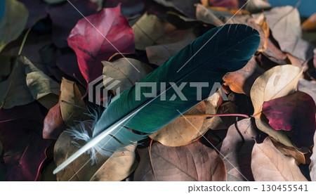 Dark green feather resting on dry autumn leaves in nature closeup photography 130455541