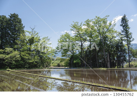 新綠色的樹木和被水淹沒的稻田的風景 新綠色的樹木和被水淹沒的稻田的風景 130455762