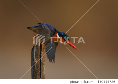 Malachite kingfisher taking off from cracked post Malachite kingfisher taking off from cracked post 130455786