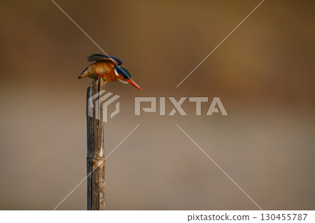 Malachite kingfisher taking off from guano-stained post Malachite kingfisher taking off from guano-stained post 130455787