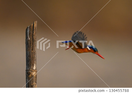 Malachite kingfisher taking off from split post 130455788