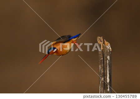 Malachite kingfisher taking off from wooden post Malachite kingfisher taking off from wooden post 130455789