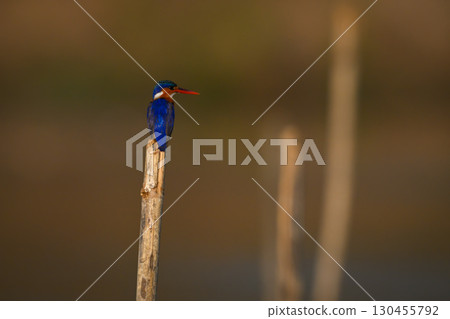 Malachite kingfisher turning head on bamboo post Malachite kingfisher turning head on bamboo post 130455792
