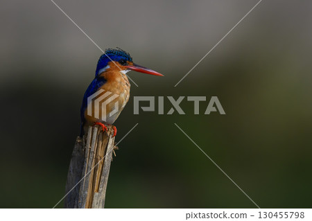 Malachite kingfisher turning head on split post 130455798