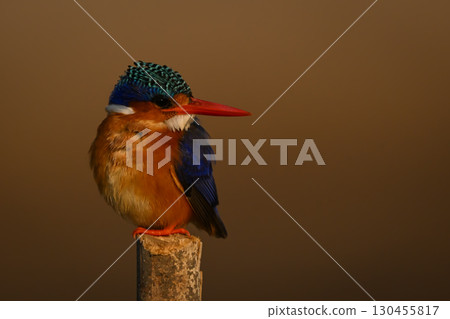 Malachite kingfisher twists head on bamboo post Malachite kingfisher twists head on bamboo post 130455817