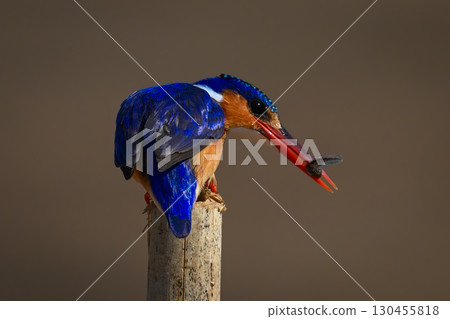 Malachite kingfisher twists head on sawn-off post Malachite kingfisher twists head on sawn-off post 130455818