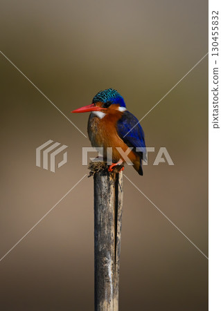 Malachite kingfisher watching camera from wood post 130455832