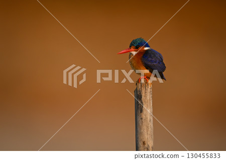 Malachite kingfisher watching camera from worn post 130455833