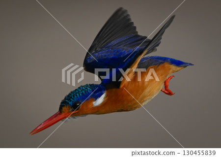 Malachite kingfisher with catchlight dives for fish Malachite kingfisher with catchlight dives for fish 130455839