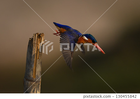 Malachite kingfisher with catchlight flies off post 130455842