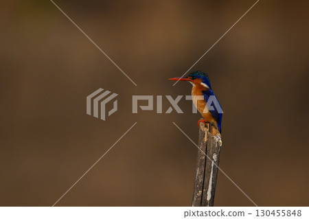 Malachite kingfisher with catchlight on guano-stained post 130455848