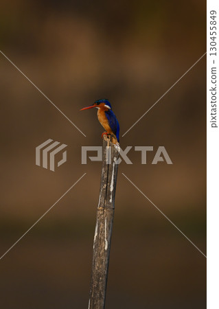 Malachite kingfisher with catchlight on leaning post 130455849