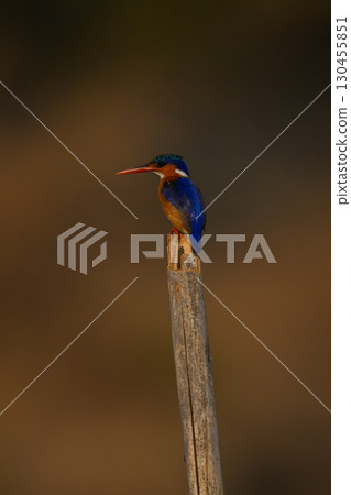 Malachite kingfisher with catchlight on split post 130455851