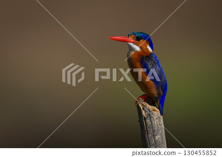 Malachite kingfisher with catchlight on tilting post 130455852
