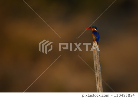 Malachite kingfisher with catchlight on wooden post Malachite kingfisher with catchlight on wooden post 130455854