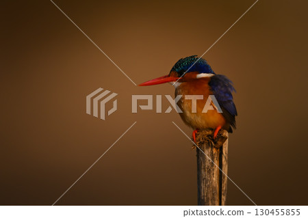 Malachite kingfisher with catchlight on worn post 130455855