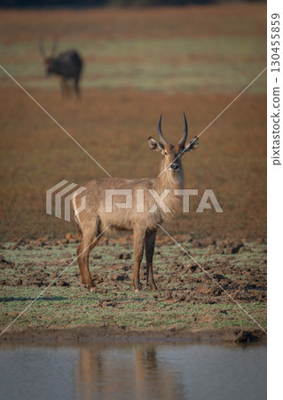 Male common waterbuck stands by shallow river 130455859