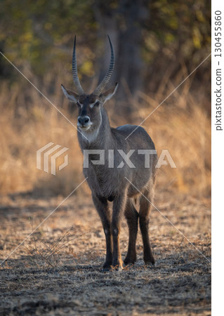 Male common waterbuck stands facing toward camera 130455860