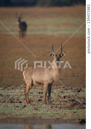 Male common waterbuck stands on muddy floodplain 130455861