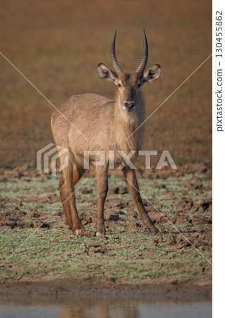 Male common waterbuck stands on muddy riverbank Male common waterbuck stands on muddy riverbank 130455862