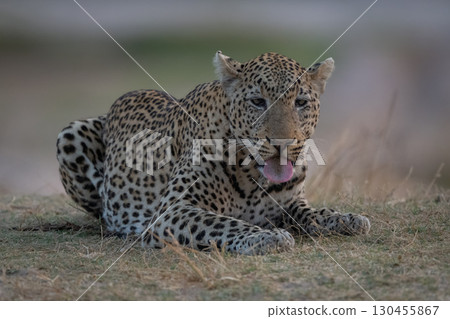 Male leopard lies extending tongue on grass 130455867