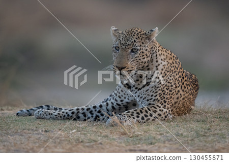 Male leopard lies in grass on riverbank 130455871