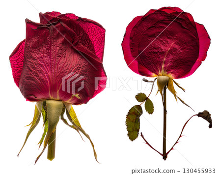 Withered rose bloom with delicate crumbling petals, dried flower beauty isolated on transparent background 130455933