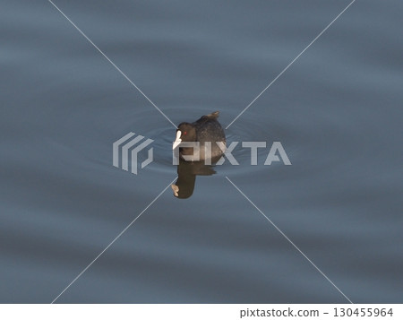 Coots floating on the Arakawa River in early spring Coots floating on the Arakawa River in early spring 130455964