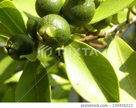 This year's guava fruit is plentiful and dark green. This year's guava fruit is plentiful and dark green. 130456222