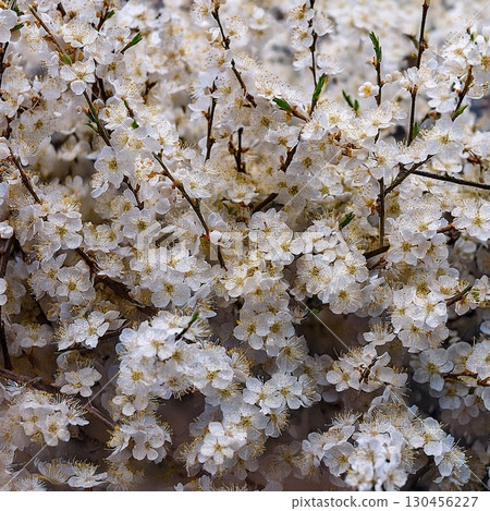 One side of cherry blossoms One side of cherry blossoms 130456227