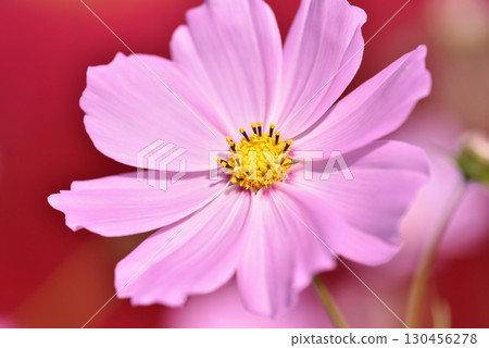 Close-up of cosmos flowers on a red background 130456278