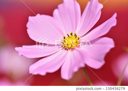 Close-up of cosmos flowers on a red background Close-up of cosmos flowers on a red background 130456279