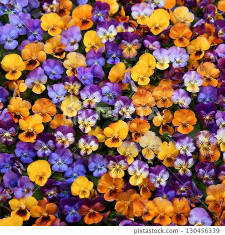 One side pansy 130456339