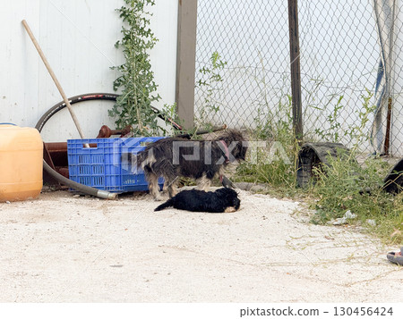 Dog and puppy near a fence in an outdoor yard area with plants and objects. Animal life, environment, companionship, domestic space and natural surroundings. Dog and puppy near a fence in an outdoor yard area with plants and objects. Animal life, environment, companionship, domestic space and natural surroundings. 130456424