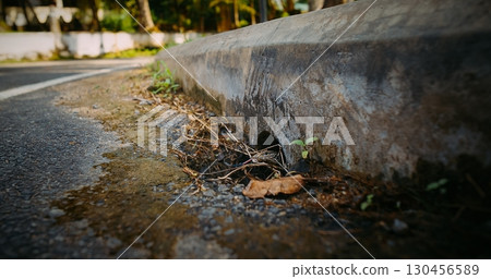 Small Bengal monitor showing head with tongue 130456589